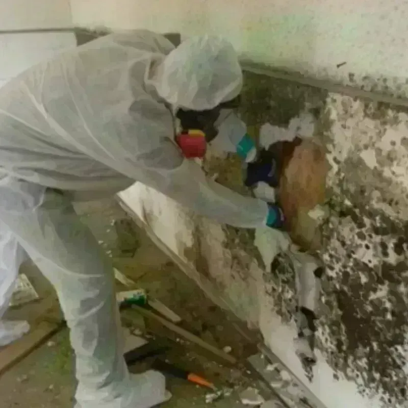 Mold Remediation and Removal in Lithopolis, OH